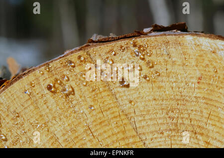 Gocce di resina sul tagliare abete Foto Stock