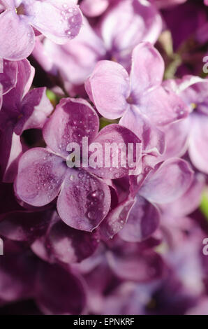 Primo piano di fiori lilla con gocce d'acqua soft focus Foto Stock