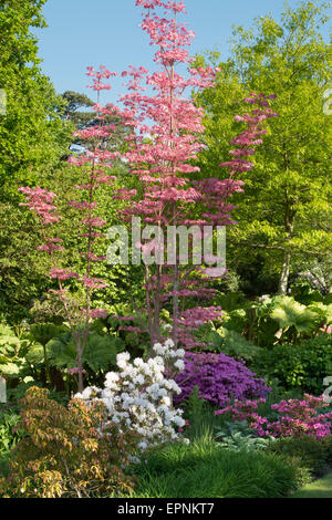 Toona sinensis "Flamingo". Mogano cinese " Flamingo' ad RHS Wisley Gardens, Surrey, Regno Unito Foto Stock