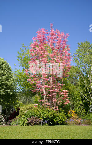 Toona sinensis "Flamingo". Mogano cinese " Flamingo' ad RHS Wisley Gardens, Surrey, Regno Unito Foto Stock