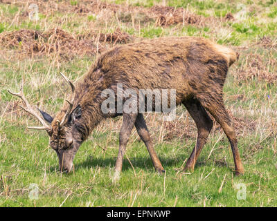 Cervi in aprile in Glenfield Lodge Park, Regno Unito Foto Stock