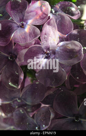 Primo piano di fiori lilla in acqua soft focus Foto Stock