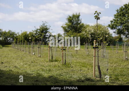 Un giovane appena piantata sidro meleto in file ordinate e protetto da elementi di protezione per alberi Foto Stock