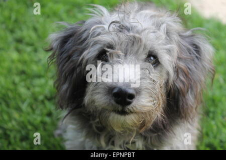 Così un cane sveglio Foto Stock