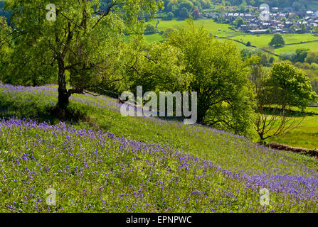 Mare di bluebells Hyacinthoides non scripta in pieno maggio fiorisce in campagna nei pressi di Lea nel distretto di Peak Derbyshire Dales REGNO UNITO Foto Stock