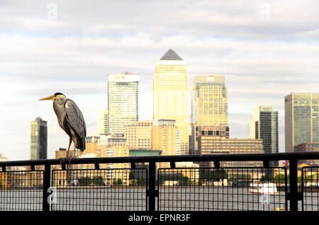 Airone cenerino sul tamigi percorso e una vista di Canary Wharf in background - Londra, Inghilterra Foto Stock