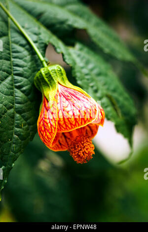 Redvein Abutilon o vena rossa lanterna cinese - Cuzco, Perù Foto Stock