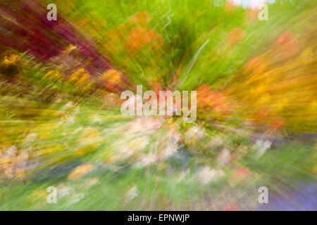 Un esplosione di colori con zoomburst a Exbury Gardens, New Forest National Park, Hampshire, Inghilterra Regno Unito nel mese di maggio la molla Foto Stock