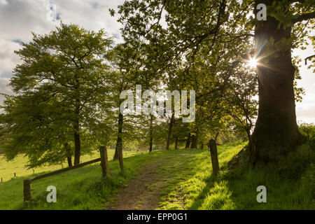 Una mattina di primavera in Worcestershire campagna vicino Alvechurch, England, Regno Unito Foto Stock