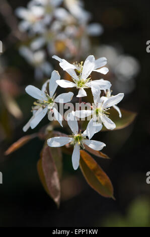 Amelanchier lamarckii anche sapere come Snowy mespilus Foto Stock