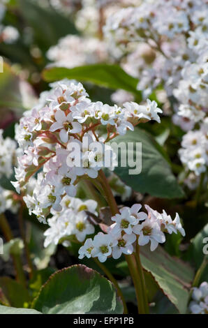 Bergenia Bressingham White Foto Stock