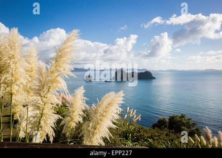 Coste e Isole sparse del Cove della cattedrale a piedi sulla Penisola di Coromandel nell Isola del nord della Nuova Zelanda Foto Stock