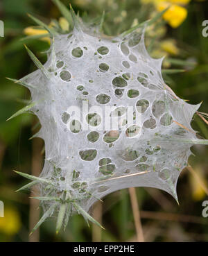Tenda di seta del fotoricettore del vivaio Spider su gola pepato Con buchi dopo la partenza di ragni - Isola del Nord Nuova Zelanda Foto Stock