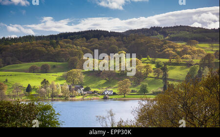 Tramonto sulla grande bosco ceduo, Furness Fells, vicino Esthwaite acqua, Lake District, Cumbria Foto Stock