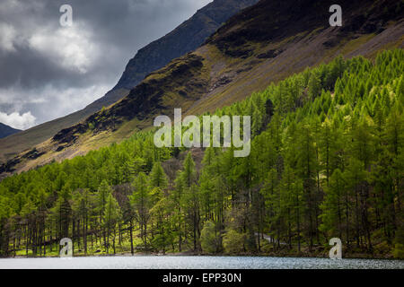 Legno Burtness sui fianchi di alto stile, accanto a Buttermere, Lake District, Cumbria Foto Stock