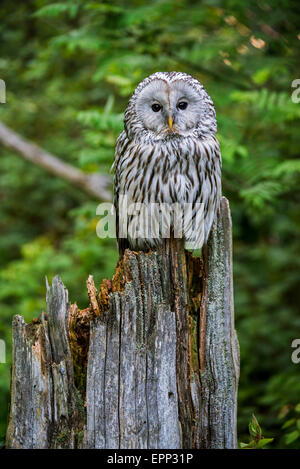 Ural allocco (Strix uralensis) appollaiato sul ceppo di albero nella foresta Foto Stock