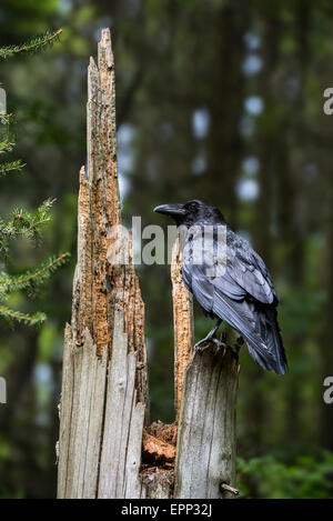 Comune di raven / nord del Corvo imperiale Corvus corax appollaiato sul ceppo di albero nella foresta di conifere Foto Stock