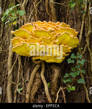 Pollo di boschi Laetiprorus staffa sulfurei fungo sul tronco di quercia in legno dei Priori in North Somerset REGNO UNITO Foto Stock