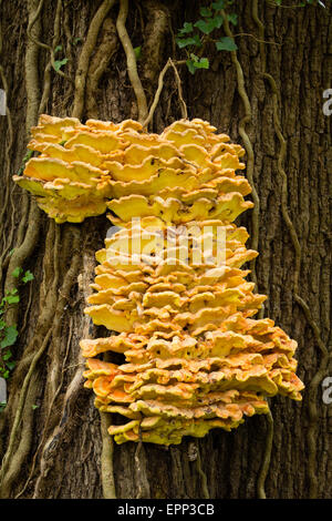 Pollo di boschi Laetiprorus staffa sulfurei fungo sul tronco di quercia in legno dei Priori in North Somerset REGNO UNITO Foto Stock