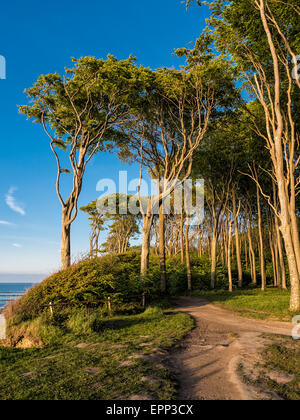 Foresta costiera sulla costa del Mar Baltico in Nienhagen (Germania) Foto Stock