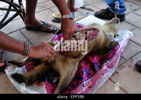 La dissezione di Raccoon - Shell cane - Perro Conchero - PUERTO PIZARRO. Dipartimento di tubi .PERÙ Foto Stock