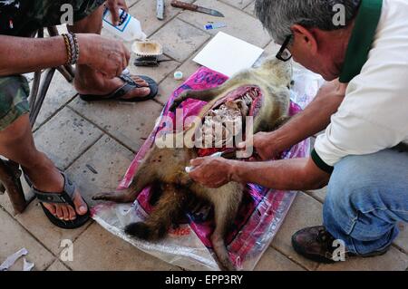 La dissezione di Raccoon - Shell cane - Perro Conchero - PUERTO PIZARRO. Dipartimento di Tumbes .PERÙ Foto Stock