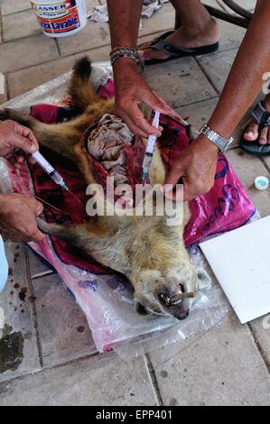 La dissezione di Raccoon - Shell cane - Perro Conchero - PUERTO PIZARRO. Dipartimento di Tumbes .PERÙ Foto Stock