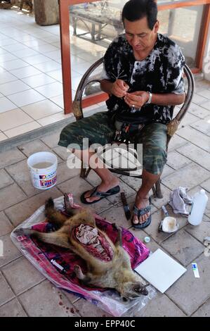 La dissezione di Raccoon - Shell cane - Perro Conchero - PUERTO PIZARRO. Dipartimento di Tumbes .PERÙ Foto Stock