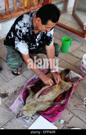 La dissezione di Raccoon - Shell cane - Perro Conchero - PUERTO PIZARRO. Dipartimento di Tumbes .PERÙ Foto Stock
