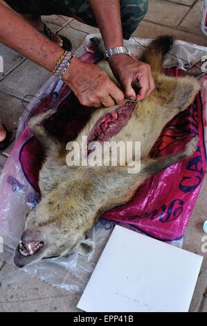 La dissezione di Raccoon - Shell cane - Perro Conchero - PUERTO PIZARRO. Dipartimento di Tumbes .PERÙ Foto Stock