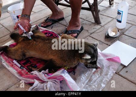 La dissezione di Raccoon - Shell cane - Perro Conchero - PUERTO PIZARRO. Dipartimento di Tumbes .PERÙ Foto Stock