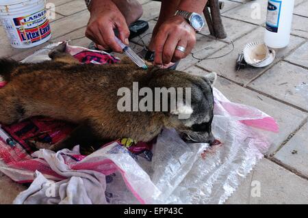 La dissezione di Raccoon - Shell cane - Perro Conchero - PUERTO PIZARRO. Dipartimento di Tumbes .PERÙ Foto Stock