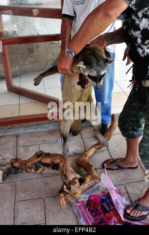 La dissezione di Raccoon - Shell cane - Perro Conchero - PUERTO PIZARRO. Dipartimento di Tumbes .PERÙ Foto Stock