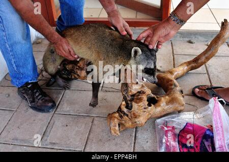 La dissezione di Raccoon - Shell cane - Perro Conchero - PUERTO PIZARRO. Dipartimento di Tumbes .PERÙ Foto Stock