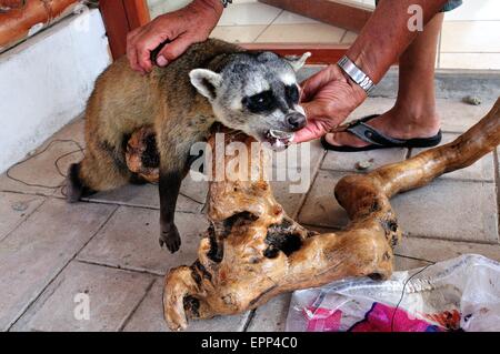 La dissezione di Raccoon - Shell cane - Perro Conchero - PUERTO PIZARRO. Dipartimento di Tumbes .PERÙ Foto Stock