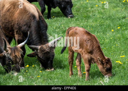 Bovini di Heck (Bos domesticus) con il pascolo di vitello in prato. Tentativo di razza indietro preistorico estinto uro (Bos primigenius) Foto Stock