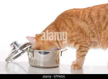 Arancione, domestict cat ruba il cibo dalla pentola, su sfondo bianco Foto Stock