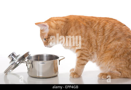 Orange,domestict cat ruba il cibo dalla pentola, su sfondo bianco Foto Stock