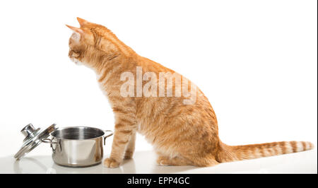 Orange,domestict cat ruba il cibo dalla pentola, su sfondo bianco Foto Stock