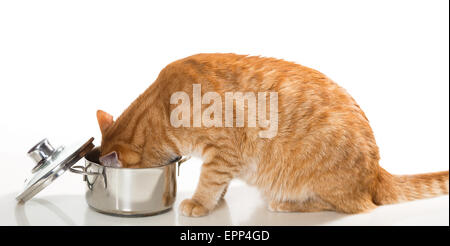 Orange,domestict cat ruba il cibo dalla pentola, su sfondo bianco Foto Stock