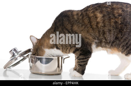 Grigio,domestict cat ruba il cibo dalla pentola, su sfondo bianco Foto Stock