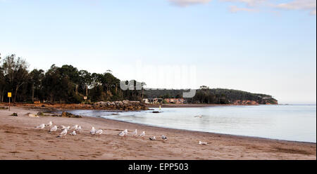 Spiaggia sul fiume tumulo del fiume Clyde in Batemans Bay, Nuovo Galles del Sud, Australia. Foto Stock