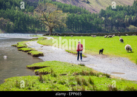 Walker sul litorale percorso accanto a Buttermere, Lake District, Cumbria Foto Stock