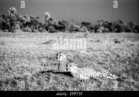 Il Botswana-giugno 1, 1999: ghepardi in la Moremi Game Reserve, Botswana a giugno 1,1999. Foto Stock