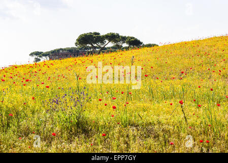 Fiori su pascolo, Lazio, Italia Foto Stock