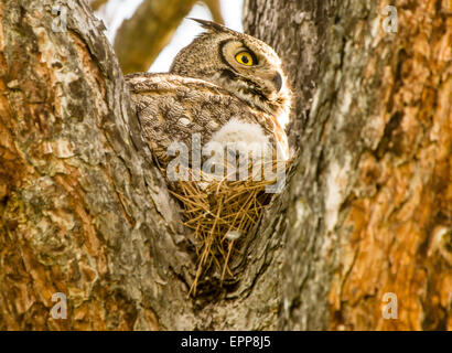 Civette, Il grande gufo cornuto e il nuovo nato Owlet nel nido di un albero di pino. Idaho Foto Stock