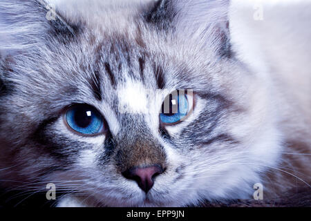 Triste blue-eyed cat face close up Foto Stock