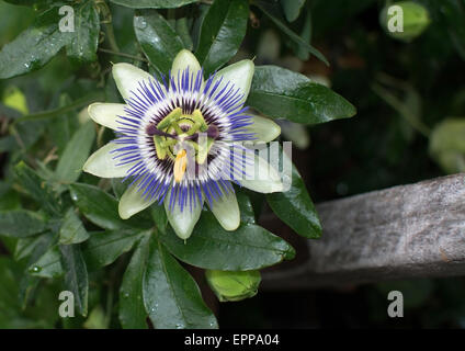 Viola e Bianco fiore della passione (Passiflora) closeup. Foto Stock