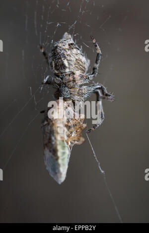 Orb-tessitura spider incarto preda di insetti catturati nel suo web Foto Stock