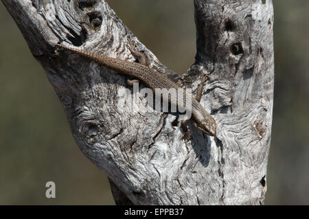 Tree Skink (Egreria striolata) sulla forcella di un ramo di albero, Sud Australia Foto Stock